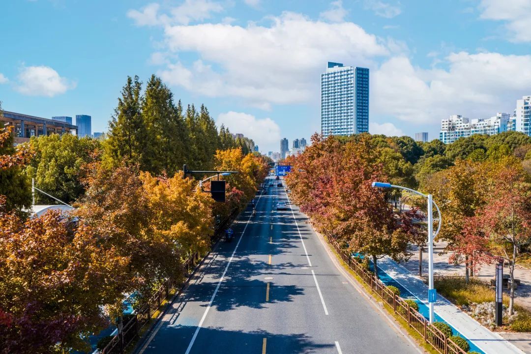 枫香大道|钱塘秋色，正当时！