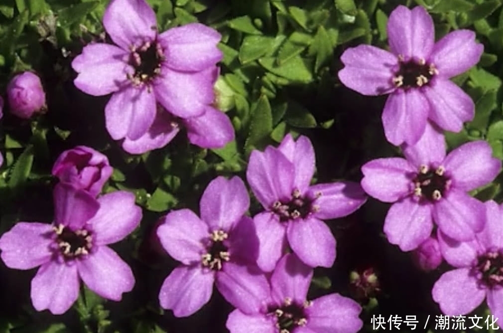 运气|农村这种野草长得像“花瓶”如今要是还能见到，那算你运气好