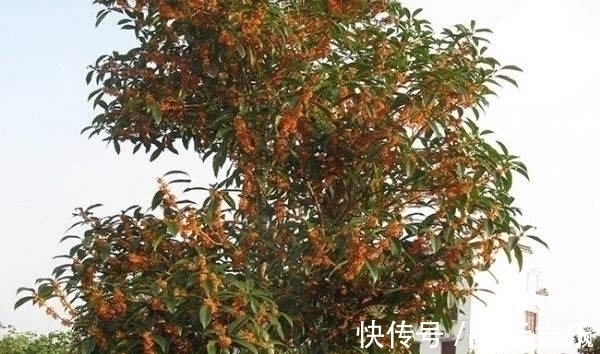 院子里不要乱种树,这6种树不仅能添福旺宅,还能招财纳福