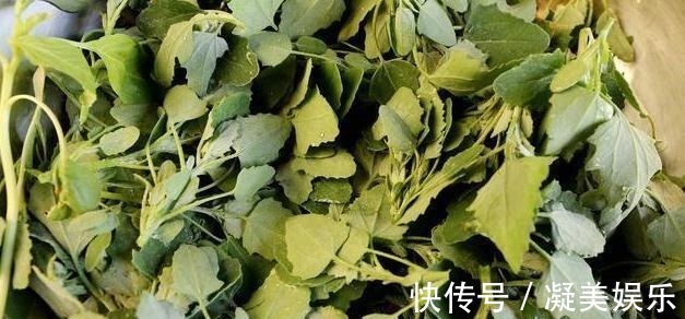 灰灰菜|最常见的一种野菜，可祛湿、解毒、除口臭、有效解决便秘！