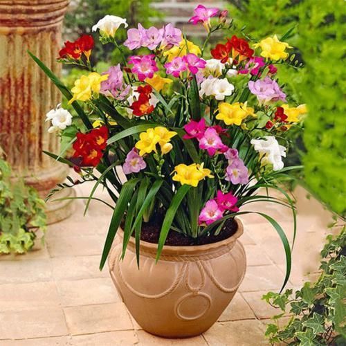 秋冬养花就养它们,养一盆在屋里,香气扑鼻!