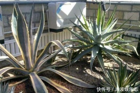 种花|“病毒”很烦2种花,家里养一盆,全家人都身体好,养100盆都不多