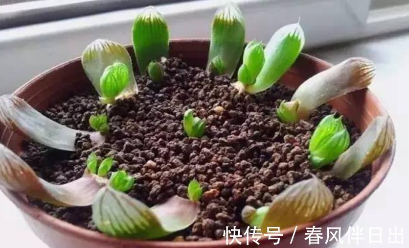 多肉|叶插多肉植物玉露,注意3个技巧才不容易出问题