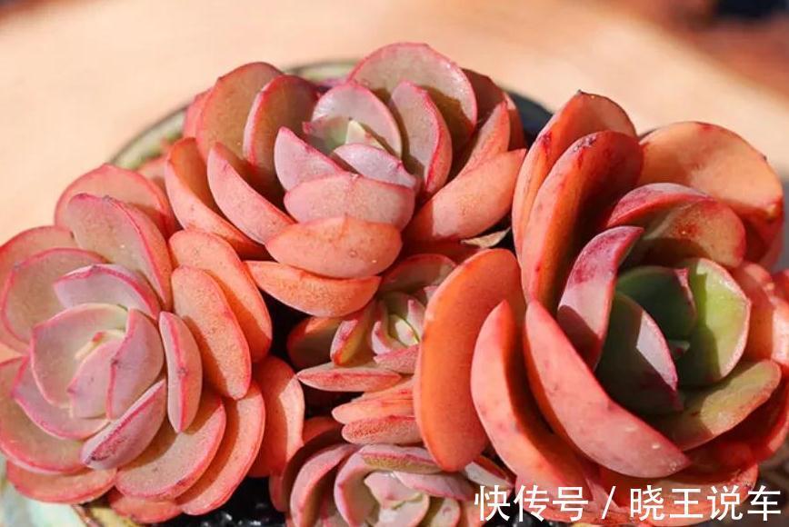 多肉秀妍不爆侧芽怎么办，掌握4个方法，轻轻松松养爆盆