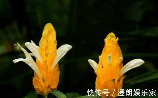 在家养一盆“金苞花”,养护只需记住3点,养出花色亮丽的金苞花