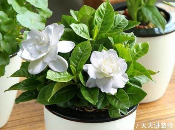 阳台养护此几款花卉,对待新手很友好,花香四溢飘满屋