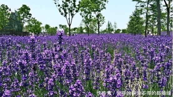 美景|夏季也能欣赏到无尽花海美景，这几个国内景点，已迎来颜值巅峰