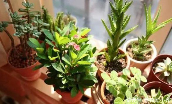 空气湿度|室内盆栽花卉不能乱“喷水”，操作不当就会烂叶，条件达到随便喷