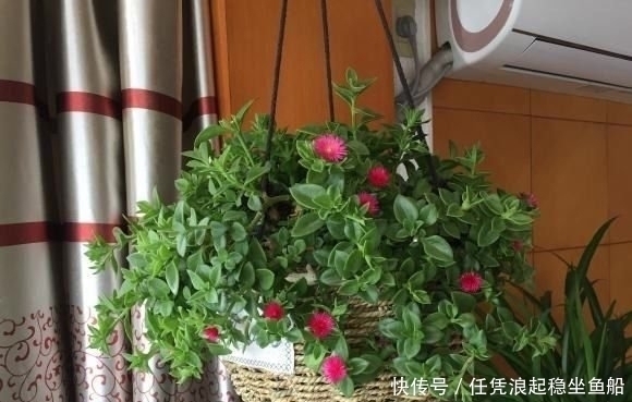 疯长的牡丹吊兰,直接扦插在花盆里就能爆满盆,长成一盘菜