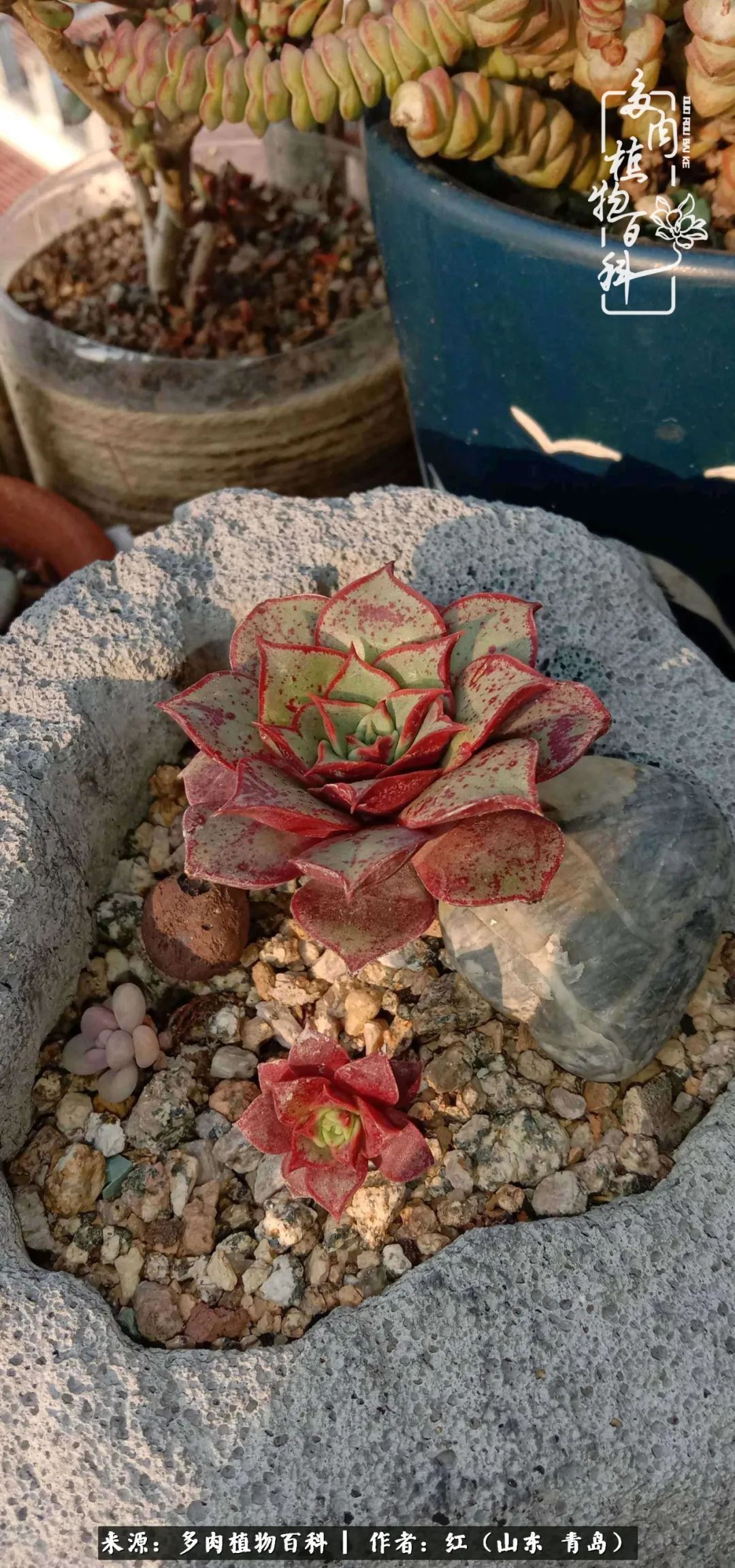 多肉度个夏，回到解放前！曾经有多美，现在就有多丑！