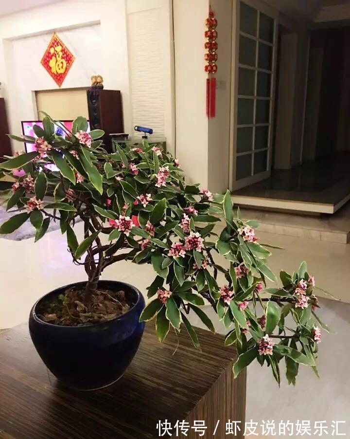 君子兰|冬天养花选这几种,寒冬腊月一直开,一开就是好几个月,值得拥有