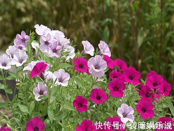 叶子|养花不能太勤快,这2种花折腾多了,叶子枯黄,花苞全掉了