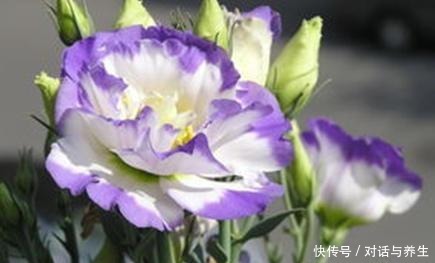 一种花沾土就能生根,冬天也能成活,每次开花大半年!