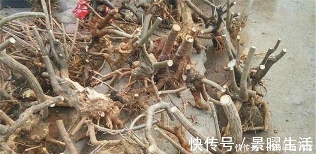 植物|制作高价值的盆景,炼根是关键,看看怎么炼