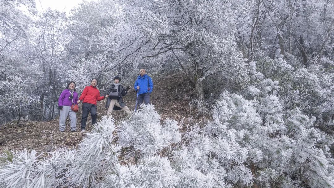 庆元县|不是初雪，胜似初雪，庆元雾凇，宛若仙境！