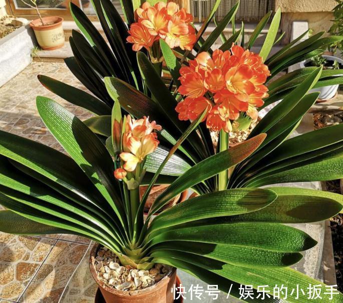 君子兰冬天不开花怎么办?打开1个小机关,盆栽当月就抽箭开花