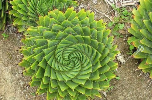  芦荟|物以稀为贵，1盆芦荟上万元，就这颜值？你值得拥有