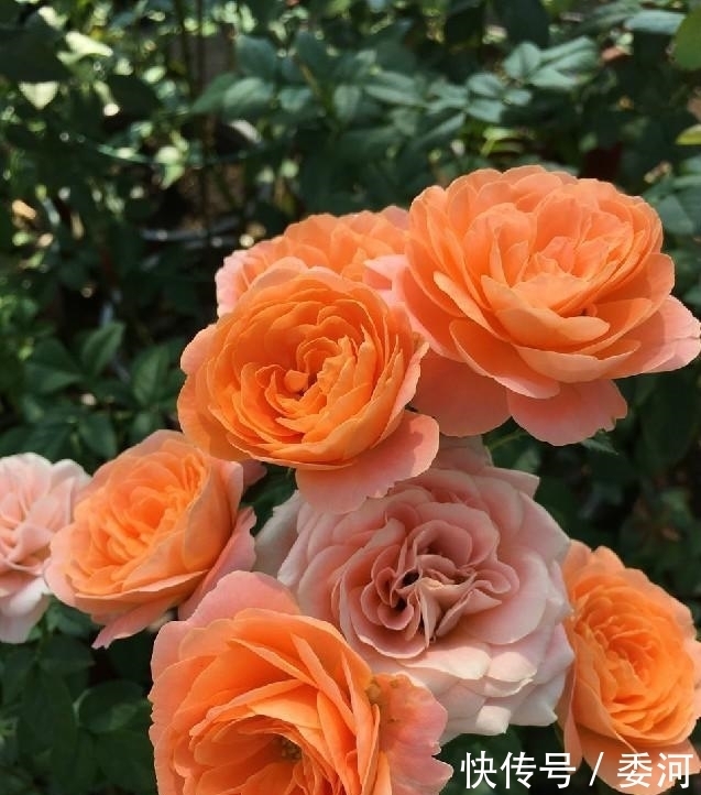 四季都开花,花期长,易养活,阳台养花的首选