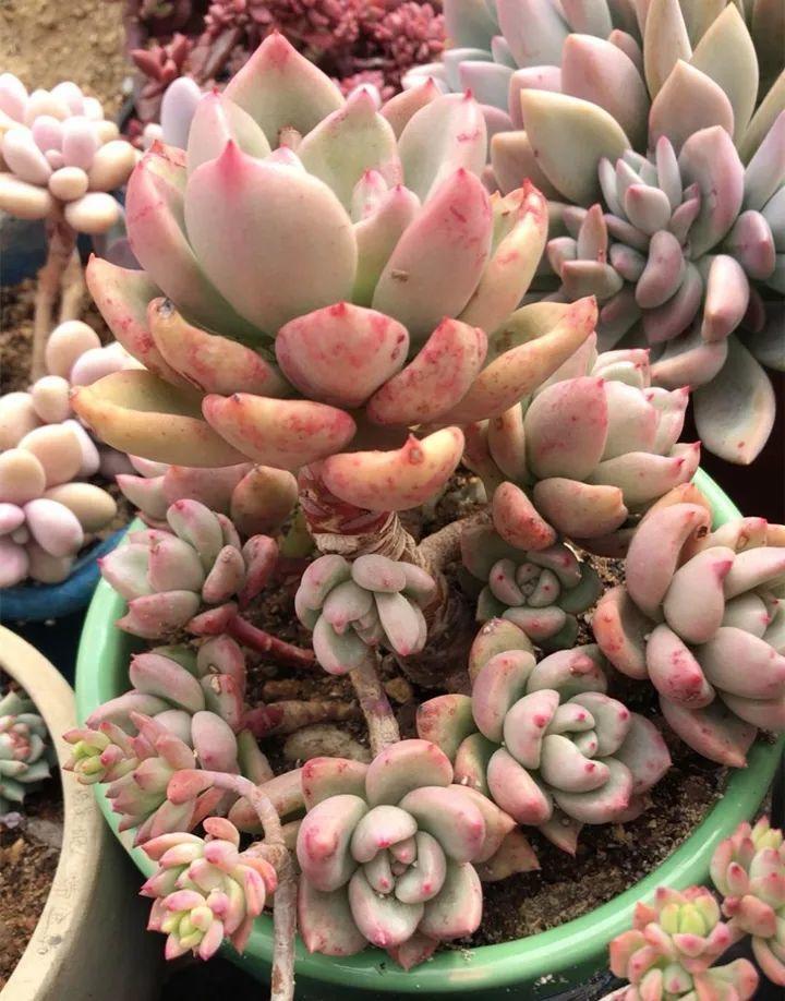 姐姐养了9年的多肉，没有买肥就用它，个个长成精！