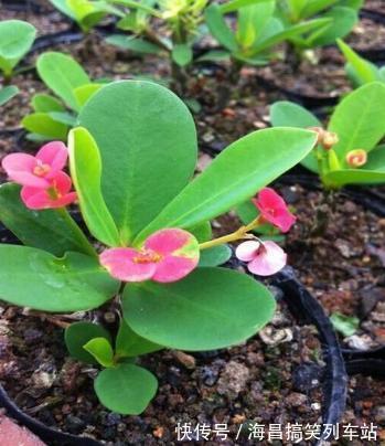 浇水|虎刺梅“有毒”,很多人还是养家里,原因只有你一点,看你知道吗