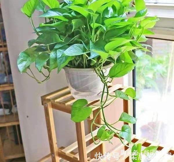 养坏了几十盆花,才总结出来的避坑心得,养花新手看这篇就够了