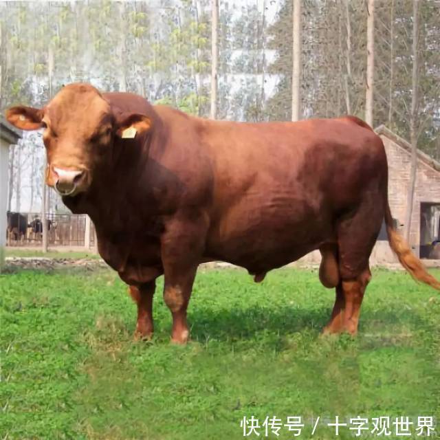 蓝牛|筋肉牛，折耳猫，茶杯犬，这些动物是如何被＂人造＂出来的？