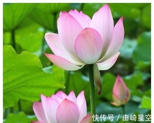 人心|农历哪日出生的人,处事圆滑,人心所向,生活如鱼得水