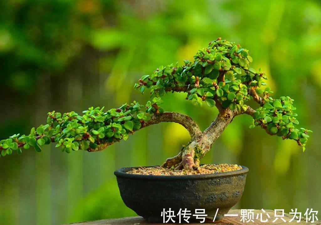 金枝玉叶冬季烂根,主要因为有“4怕”,顺利避开长势也不差