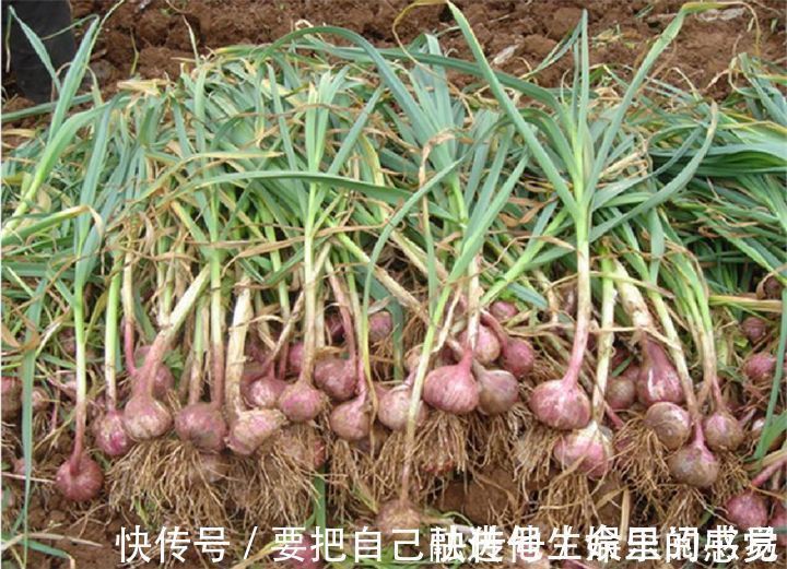 预防血栓|大蒜和此物一起吃,胜过“阿司匹林”,常吃远离血栓高血压