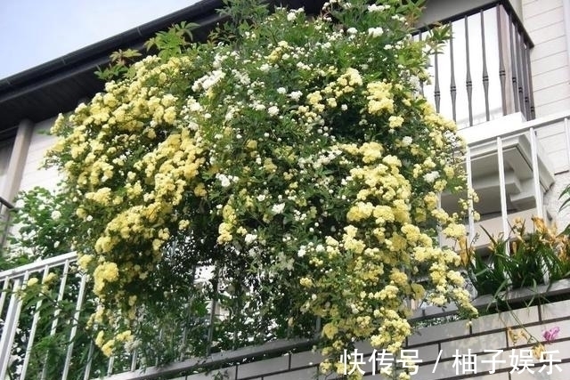 院子再小,也要养棵它,2年长一片,开花特别美,左邻右舍都说香