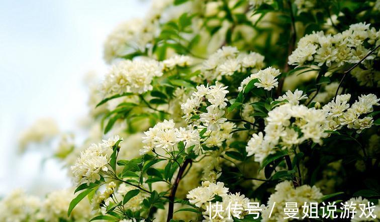 有院子就养木香花吧！繁殖能力超强，开花美又多、香味浓