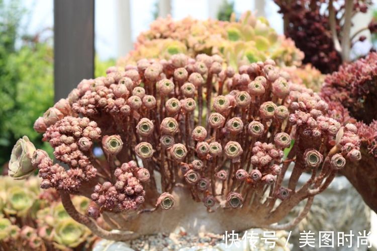 花草|历时一年，在31楼打造300㎡“屋顶花园”，如今美成了仙境