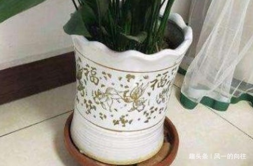 这三种耐阴花,最喜欢没光的地方!北阳台也可以繁花似锦