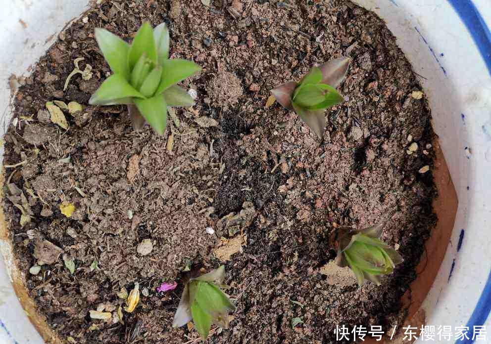 养花配土太重要,土壤配错了,花都死翘翘