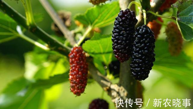 五树不入宅是什么意思?农村人为何不