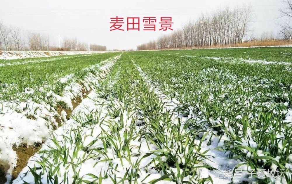  九天|大雪节气：万树有花春不红，九天无月夜长白