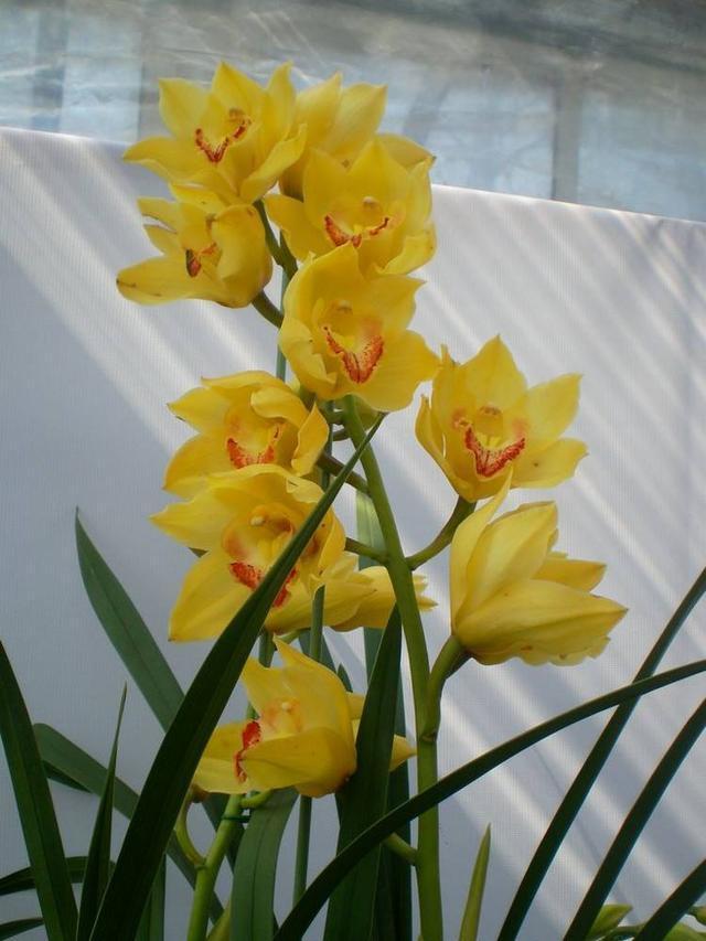 兰花浇水有“3看”，一个不小心，叶子全黄啦。