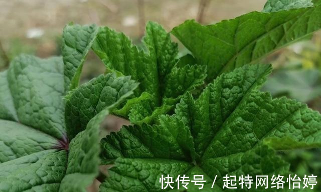 食用价值|一年采收7次，古代被称为“百菜之主”，如今沦为野菜少有人吃