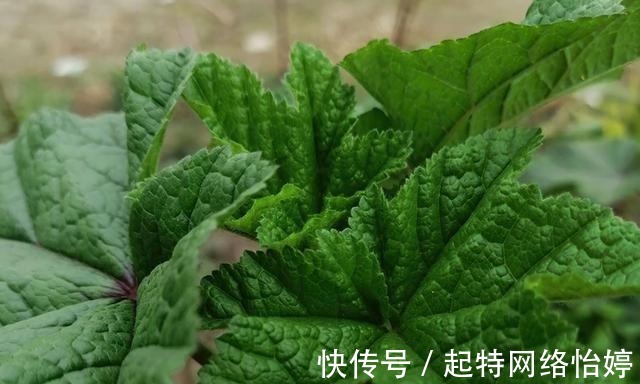 食用价值|一年采收7次,古代被称为“百菜之主”,如今沦为野菜少有人吃