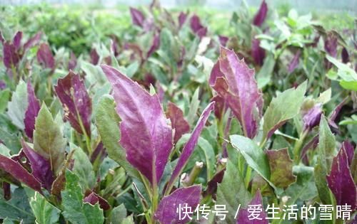 抗衰老|女人养护子宫就是抗衰老,3种食物,补充雌激素,养子宫,抗衰老