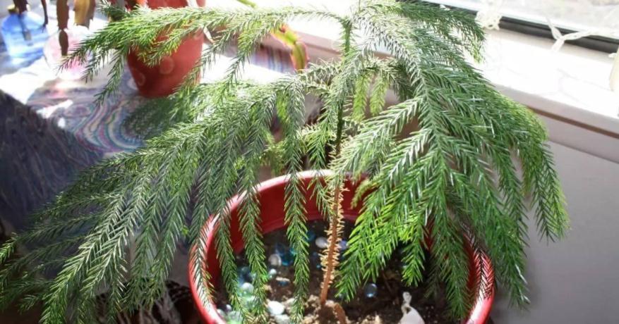 养花省钱高招：怎么利用养过花的土壤继续养花？