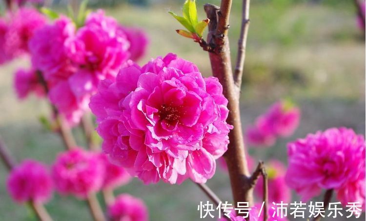 4月25日开始,养花试试这几款,花姿妖娆,越养越喜欢