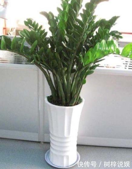 金钱树用“它”养，一月来2勺，小芽小根长不停，金钱叶一串串！