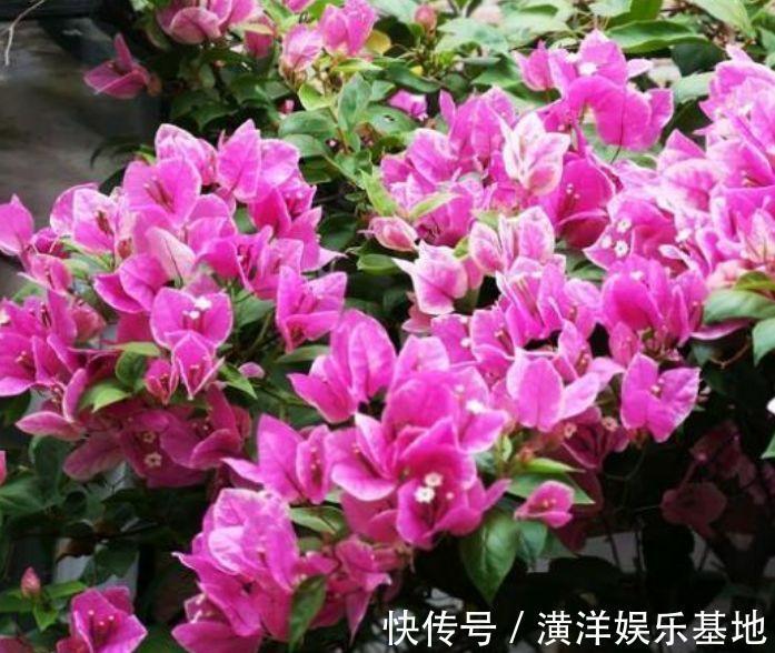 报春花报春花|从5月13日开始，家养此款花卉，丢土里就能活，花开美艳绝伦