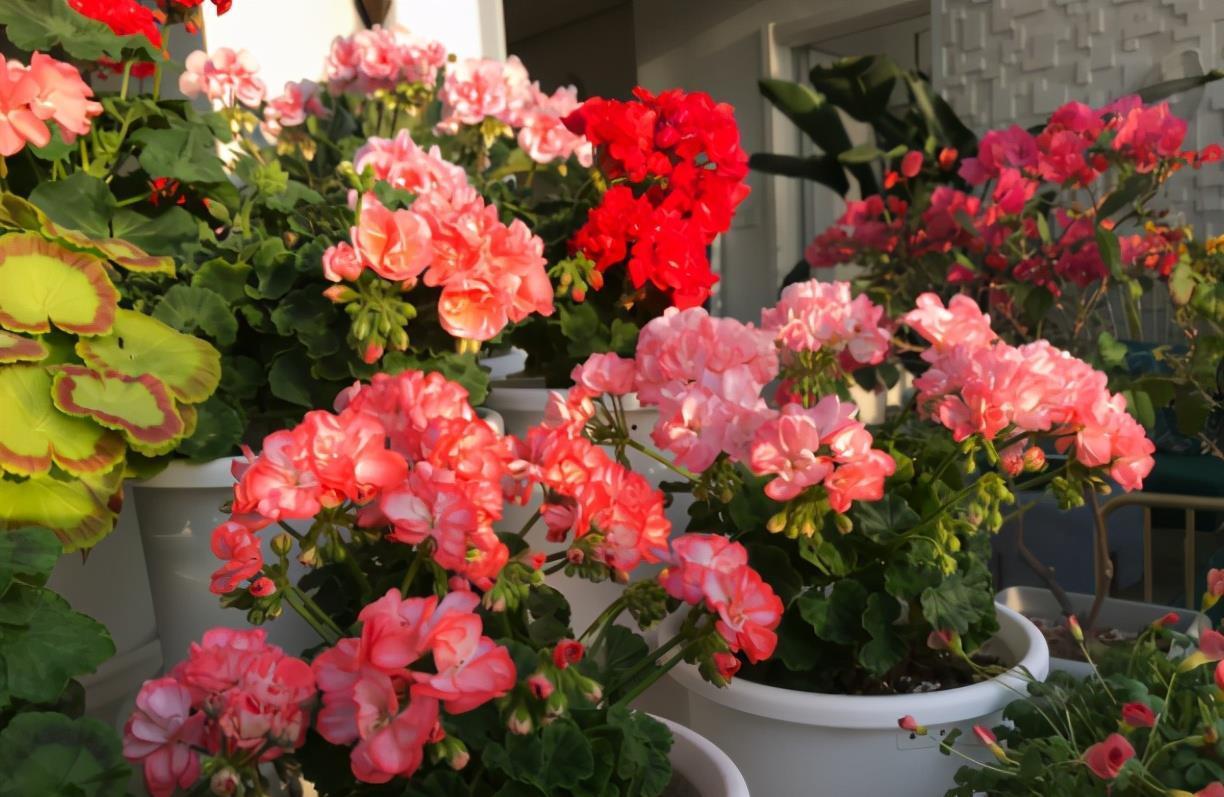 蟹爪兰|八月适合入手“6种花”，好养又漂亮，天气转凉更利于开花