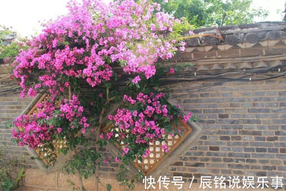 4种漂亮花，趁着“热天”快扦插，不但易生根而且长得快