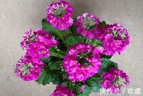 4种花好养易爆盆,四季繁花似锦,姿色艳丽