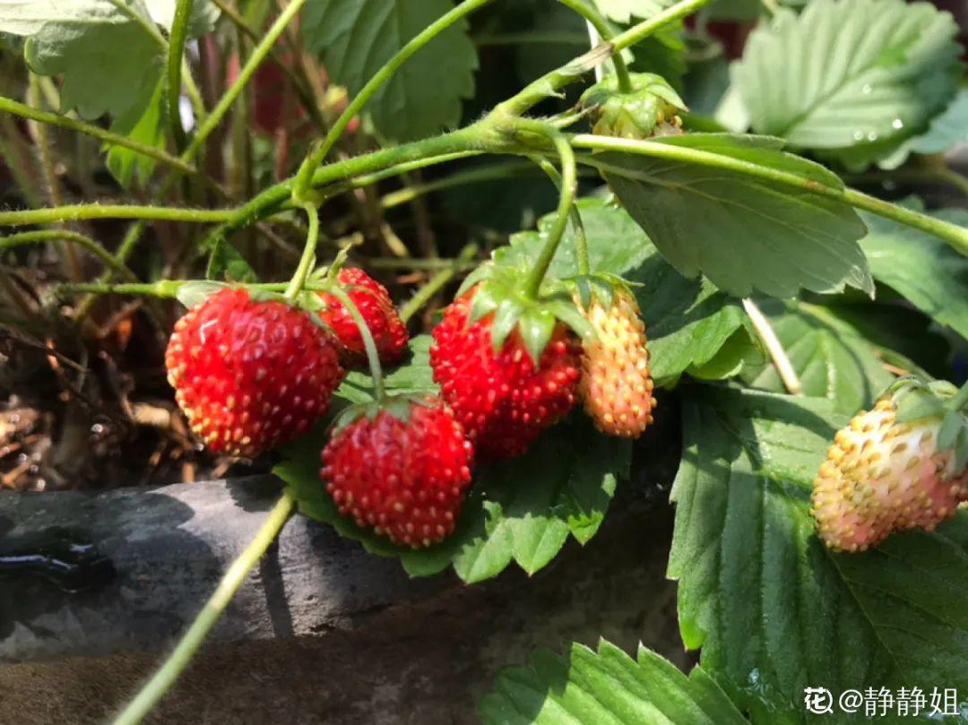 阳台养这10种菜,长得快、结果多,全家都够吃!