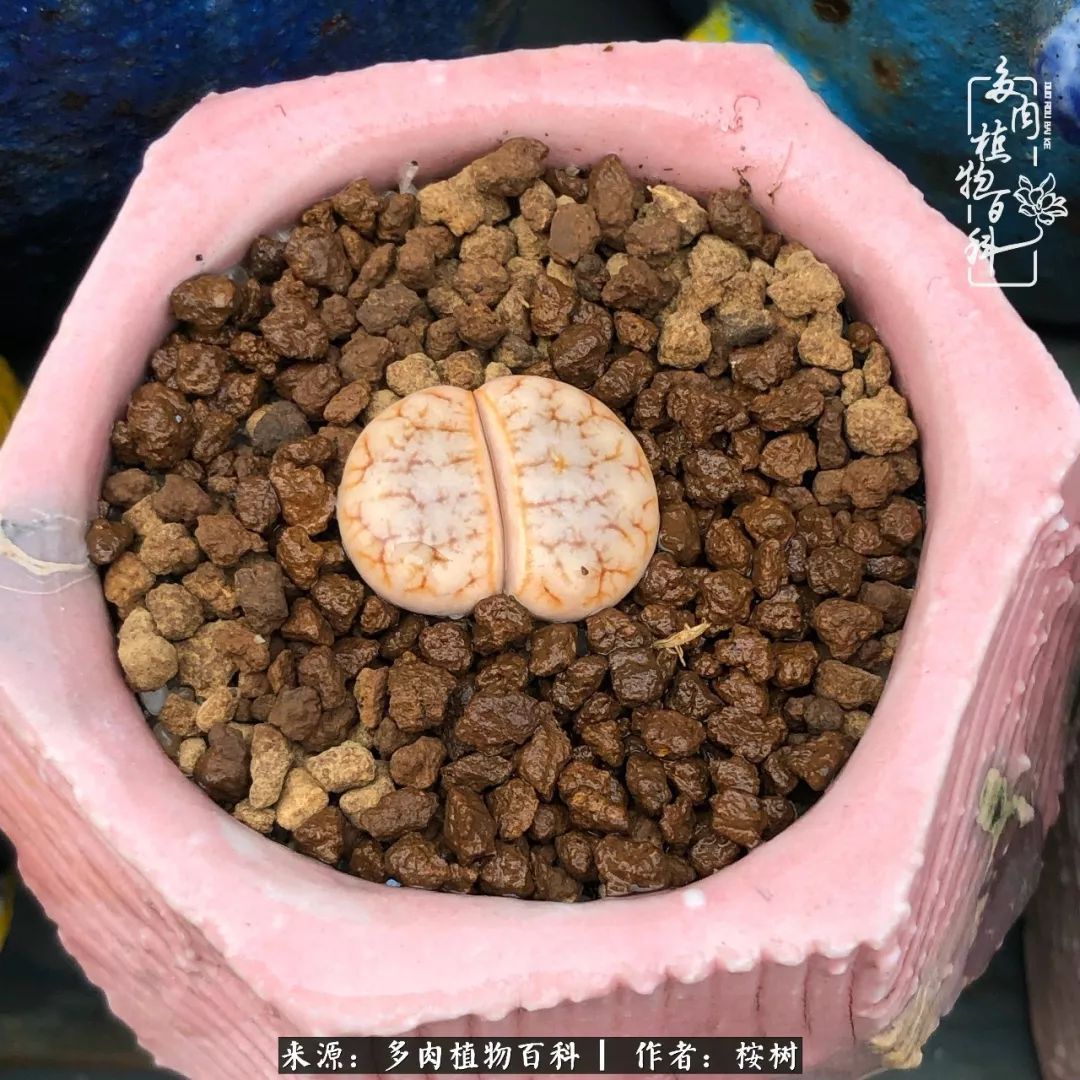 多肉度夏经验谈四季皆露养,兢兢业业养肉三年半!