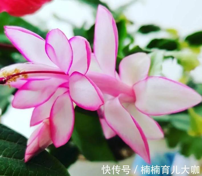 蟹爪兰叶子又红又薄的“根源”在哪？纠正这4点，才不影响开花